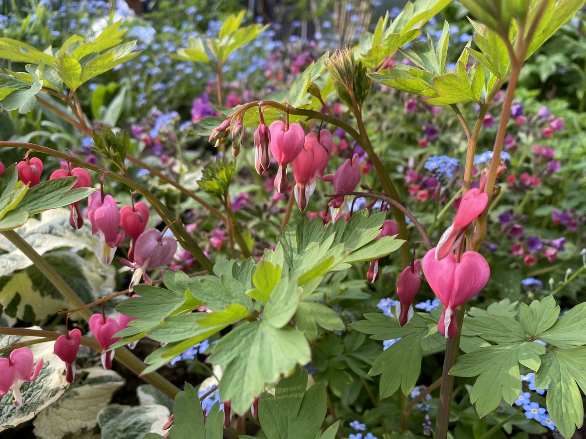  #Dicentra or  #BleedingHeart Gorgeous pendulus pink and cream droplets with delightful feathery foliage, often a lovely limey, pale green. Look beautiful alongside... 6/