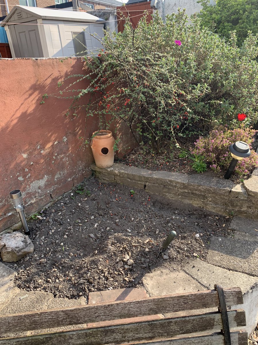 A thread for  @sophiemezzo who’d like to do something with this shady corner of her rented garden (it gets morning sun). And to anyone else who’s interested! These are just a few ideas to consider and remember I’m only an amateur.  #PickAndMix  #FlowerLove  #SolaceInNature 1/