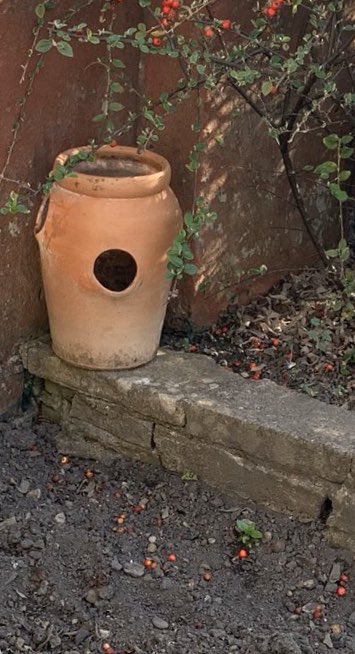 The first thing I spy is a  #StrawberryPot that’s been left behind, so I’d strongly recommend planting some strawberries and keeping the pot raised off the ground, away from pesky slimy creatures who like the fruit rather too much. 2/