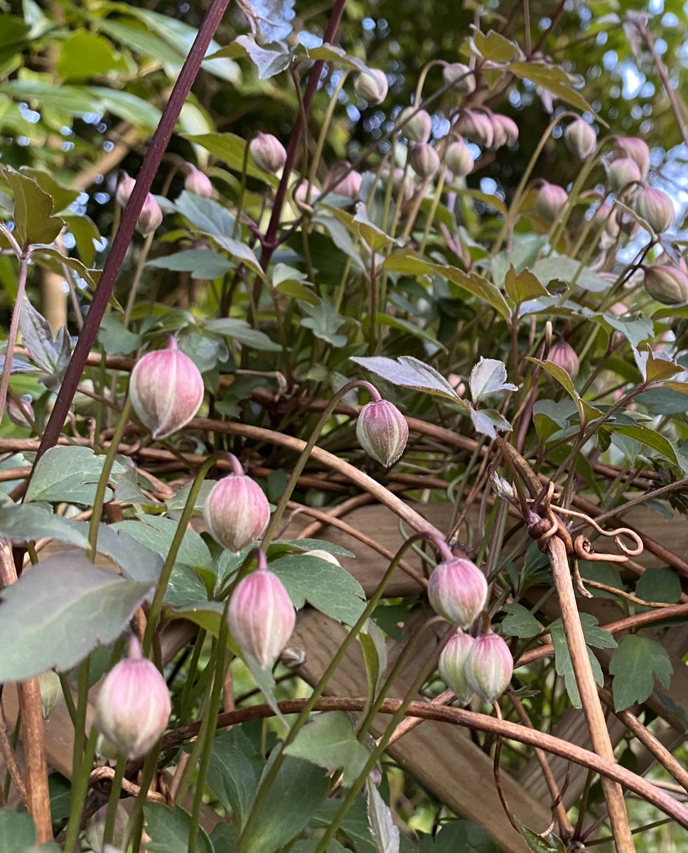 Next I’d put in a  #Clematis to train up the wall.  #MontanaElizabeth is a nice choice (obviously!). The buds on mine are gearing up to burst forth. 3/