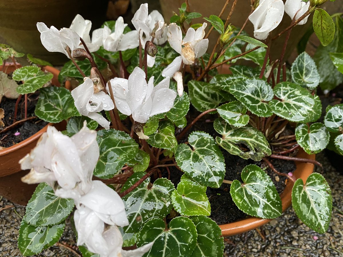  #Cyclamen are a welcome autumn-winter stalwart. Super flowers, but it’s the leaves that are the real stars for me. And that will take us back round to  #Hellebores again! 16/