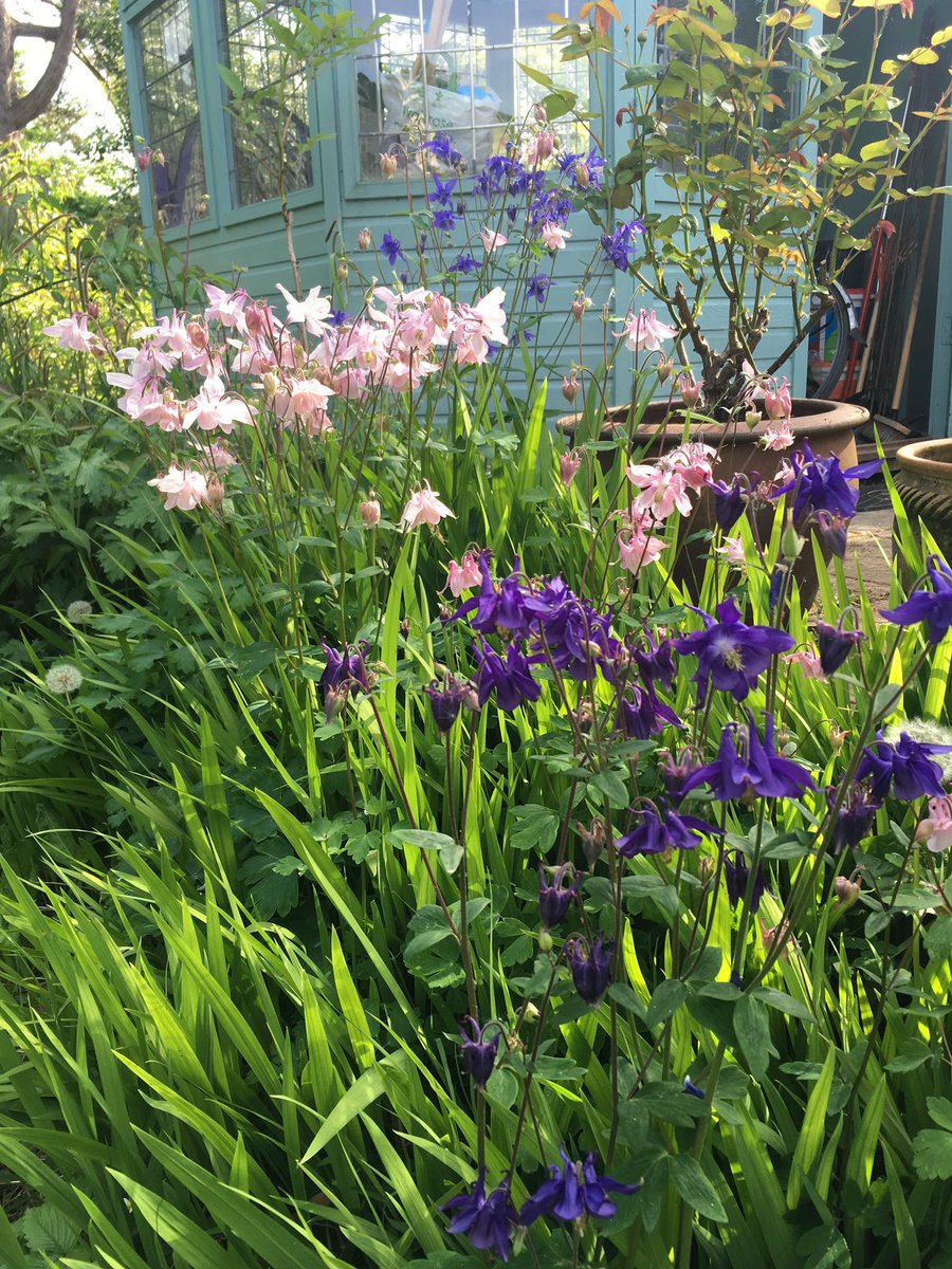  #Aquilegias or  #GrannysBonnets. So many different shades of flowers and so soft and bell-like. They dance in the wind. 8/