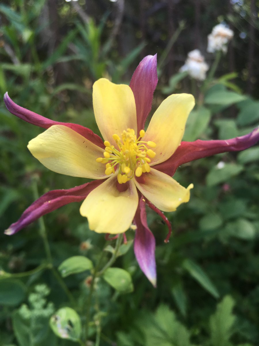  #Aquilegias or  #GrannysBonnets. So many different shades of flowers and so soft and bell-like. They dance in the wind. 8/