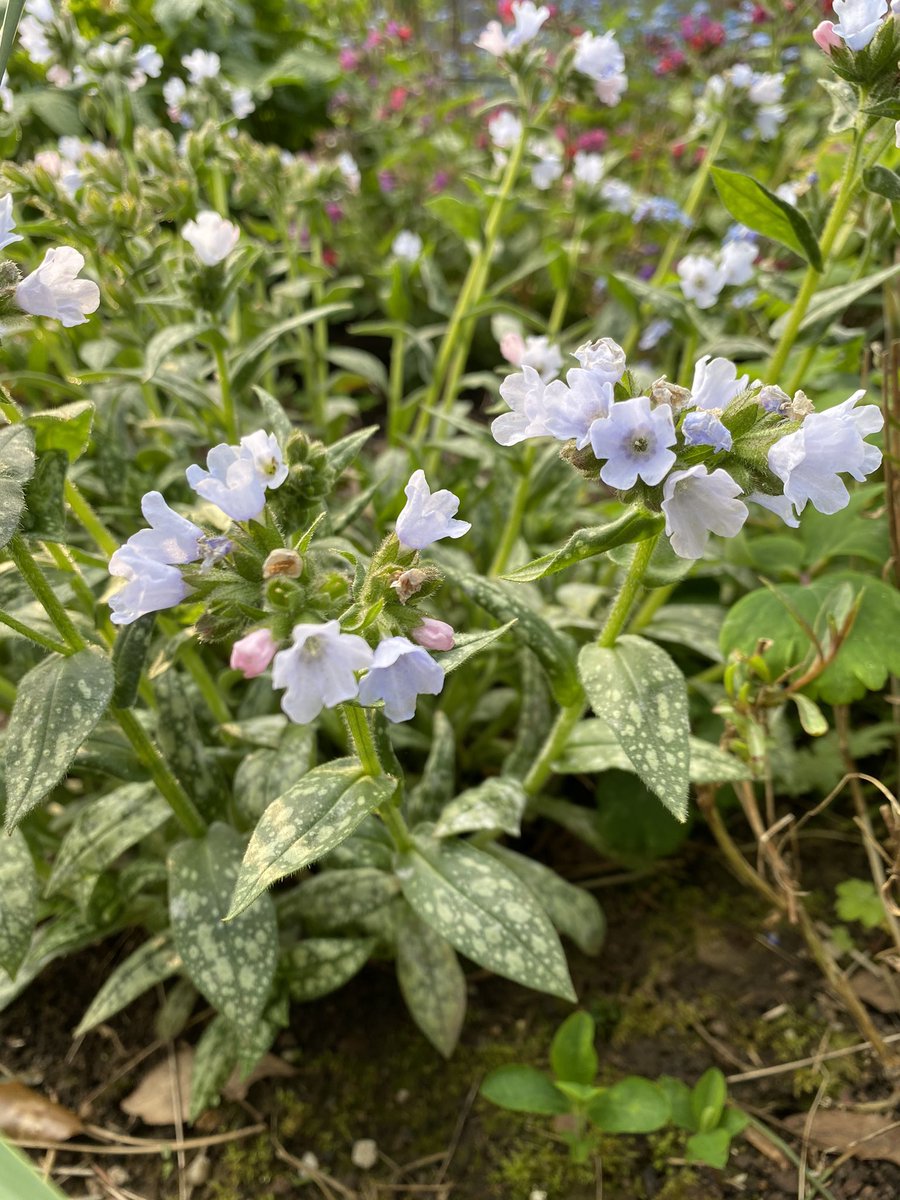  #Pulmonarias These bulk up quickly into clumps that can easily be divided to make new plants in spring or autumn. Shades of pink, purple, blue, opal and white with lovely mottled foliage. Hard working and bees love them.  9/