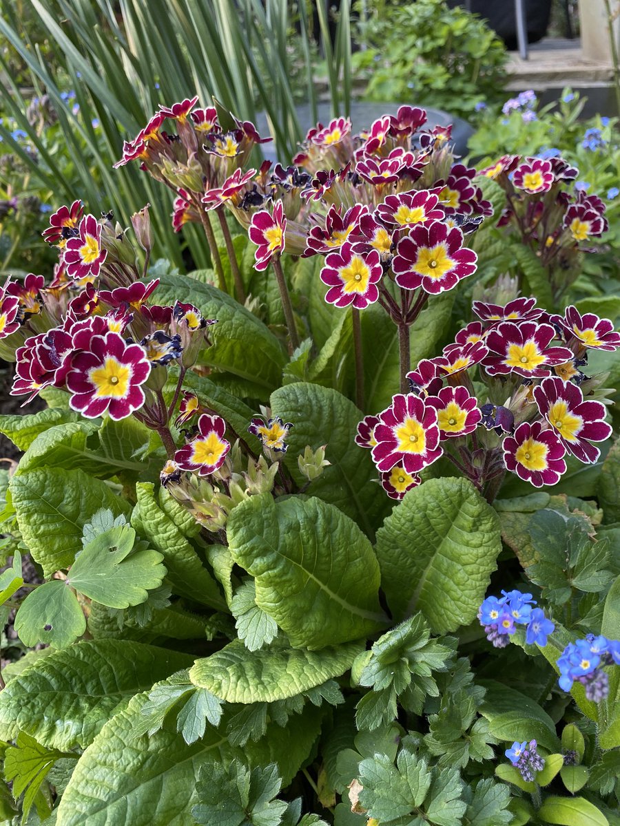  #PrimulaPolyanthus You can’t go wrong with these and there are some real stunners. Relations of the common  #Primrose, which is also lovely, but with far more intricate petals and taller stems so the flowers get less eaten by slimey critters. 10/