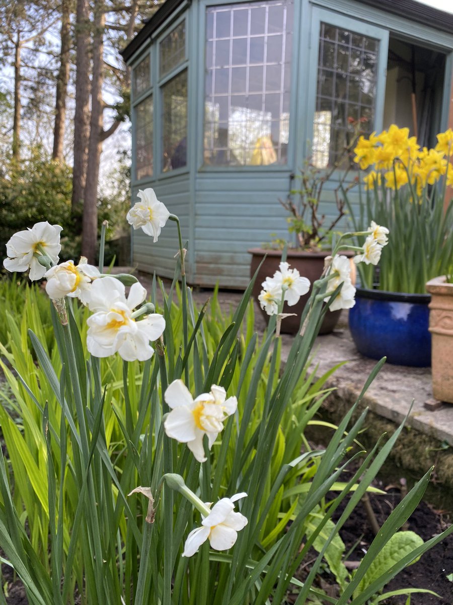  #Daffodils  #Tulips  #Alliums I’d definitely plant some bulbs. Relatively cheap and will spread and increase over time. 11/