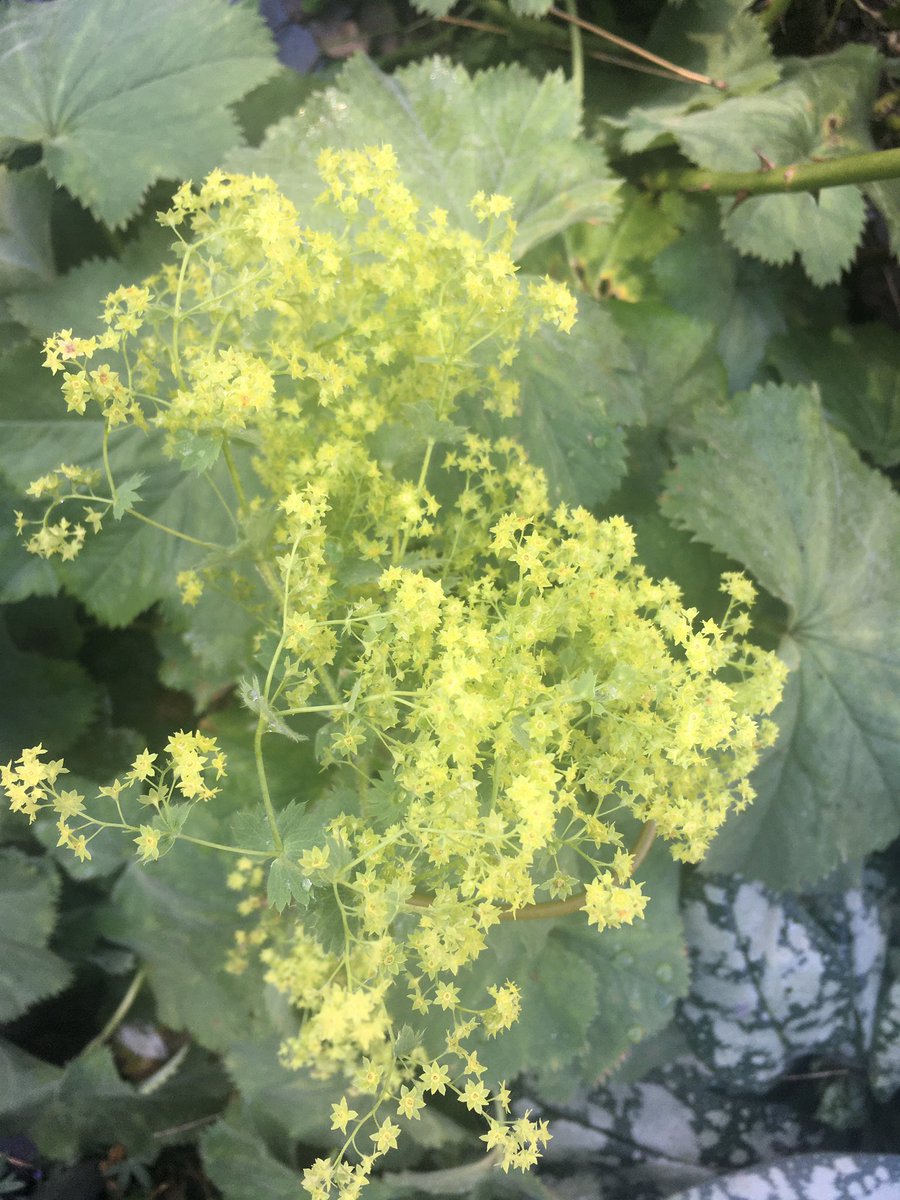 Moving into summer and you can’t go wrong with  #AlchemillaMollis or  #LadysMantle. Gorgeous like green fluffy flowers and pretty shaped leaves. Particularly beautiful after rain. Virtually indestructible. 12/