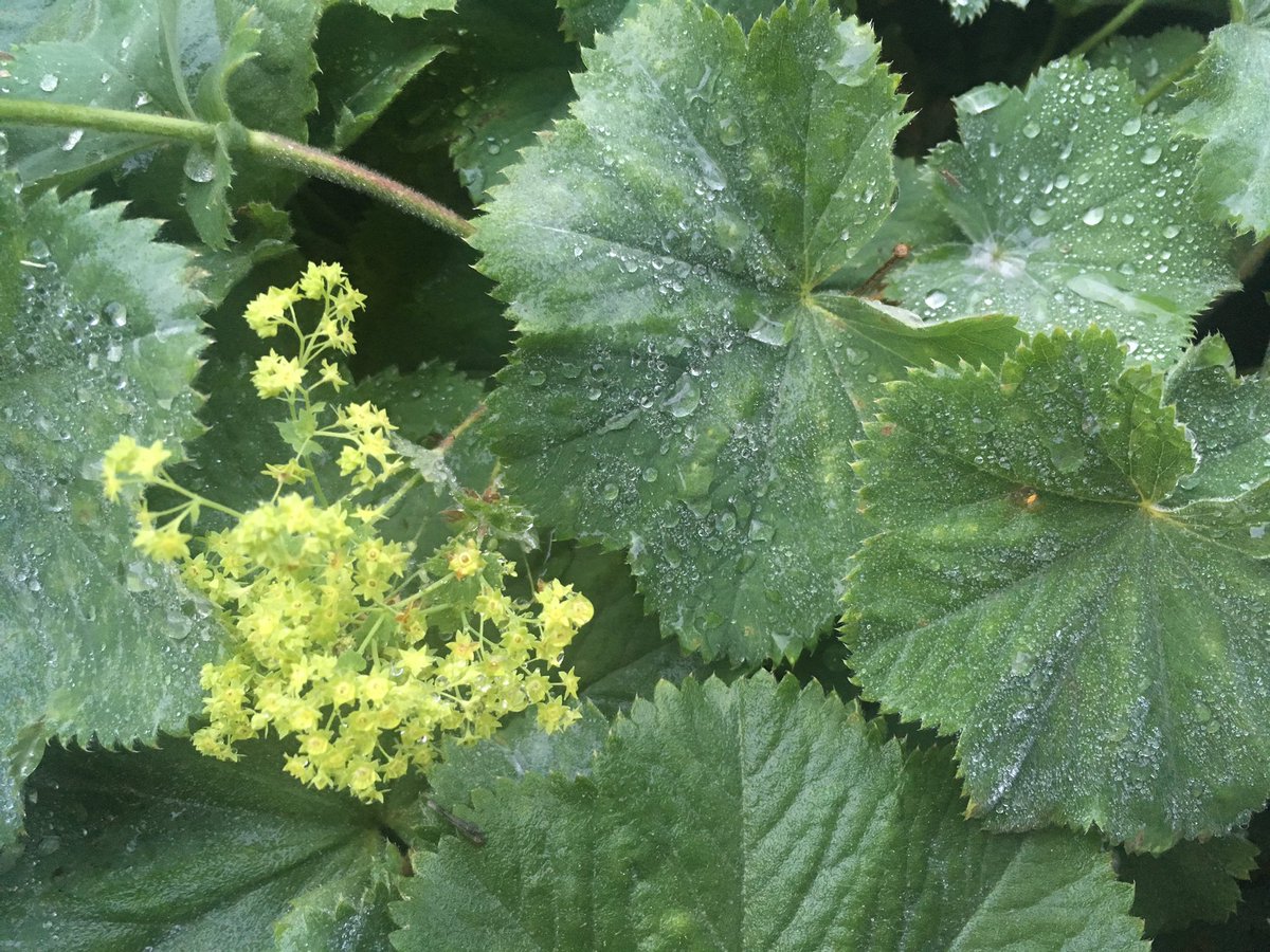 Moving into summer and you can’t go wrong with  #AlchemillaMollis or  #LadysMantle. Gorgeous like green fluffy flowers and pretty shaped leaves. Particularly beautiful after rain. Virtually indestructible. 12/