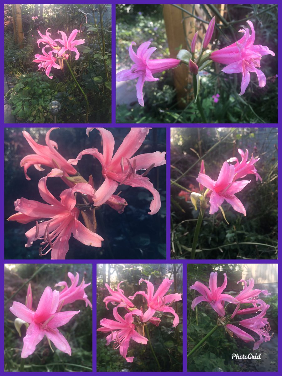 I’m a complete convert to  #Nerines now and these bulbs will take you beautifully into autumn. 14/