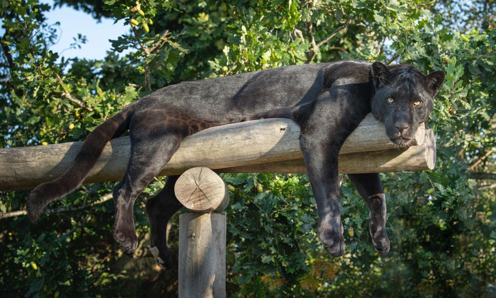 Those four-day weekend vibes - who else isn't quite ready for the week to start? 🖤🐾 #mayathejaguar #thebigcatsanctuary #hangingout #easterweekend #workingweek #bankholidayweekend