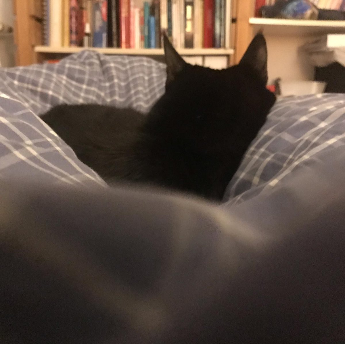 TaraCaillou's tweet photo. Con-fin-né. On reste chez soi. Compris l’humain ? T’es mon oreiller 24/24 jusqu’au 11 mai. . #tarallongée #chatcouché #confinement #covid_19 #pandemie #covid19 #coronavirus #tara #viedechat #chat #cat #chatnoir #blackcat #catlife #catstagram #catsofinstag… https://t.co/NXAeTSO4F4