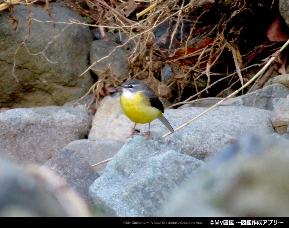 My図鑑 図鑑作成アプリの人 בטוויטר 遠いところに キセキレイ 丸い 丸くてその 美味しそう My図鑑 鳥図鑑 野鳥図鑑 鳥 野鳥 野鳥撮影 バードウォッチング 自由研究 一眼レフ ミラーレス コンデジ カメラ 写真 図鑑 Bird T Co