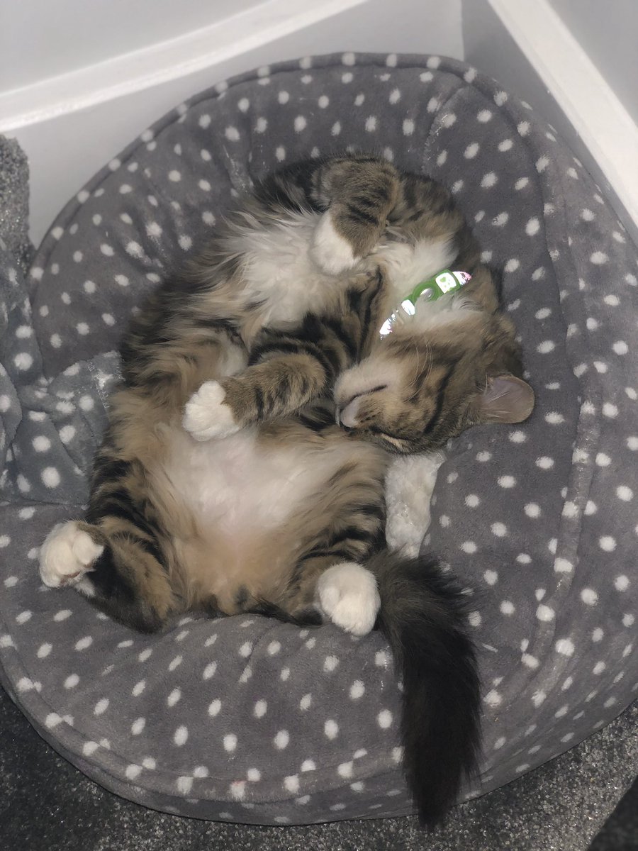 Mmm 🤔 Zeus, I think you’re broken 🐱🤣#countrygirl #cat #Bengals #maincoon #brokencat #lovemycat #funny #love