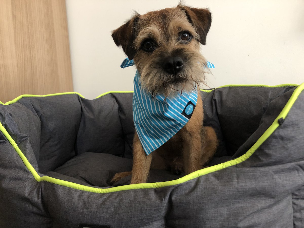 LimeOscar's tweet image. Same as it’s always been . . . Office Therapist -  dispensing happiness &amp;amp; distraction at the appropriate* times 
*nods* 🙌

*and inappropriate 🤣🐾 
#OfficeDog #DogsOfXero #TechBT