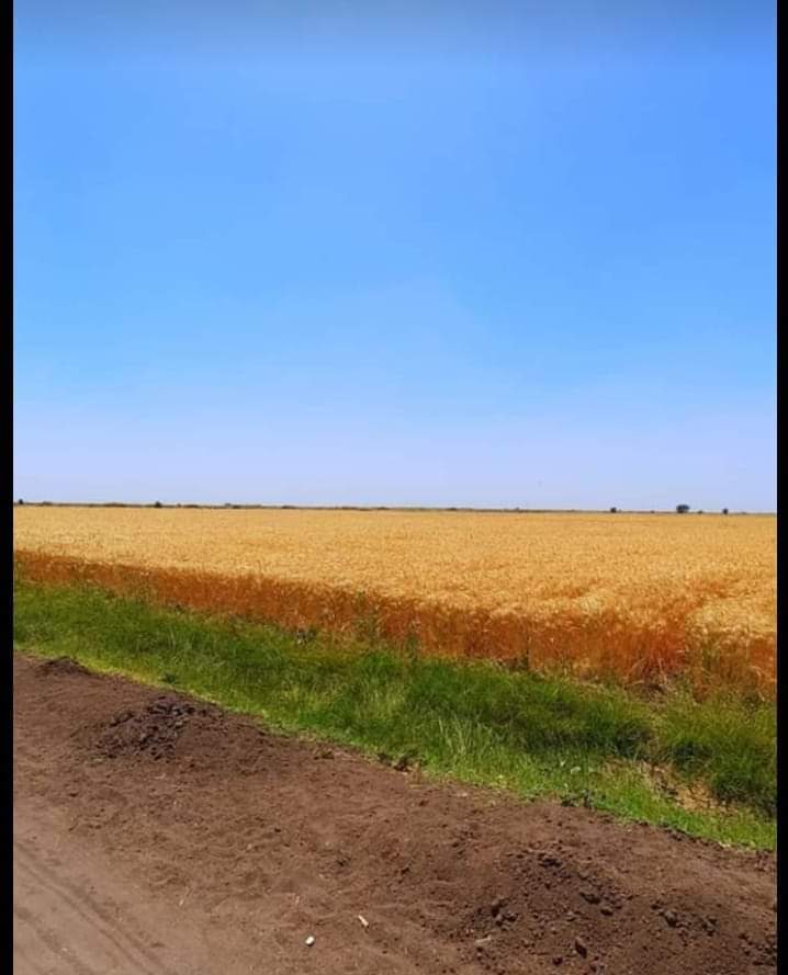 سنابل القمح من السودان