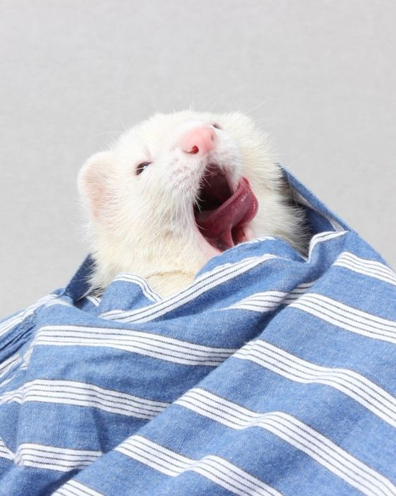 geonhak as a feRRET (w seodo at the end)