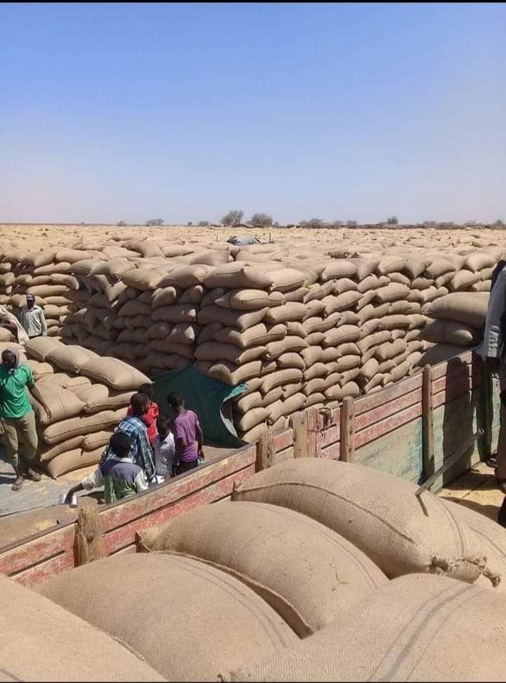 حصاد القمح ...السودان