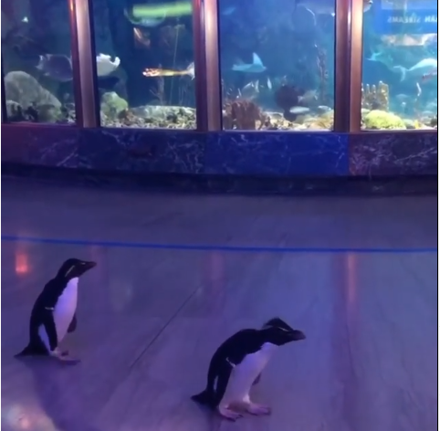 HM3Legal's tweet photo. #TenOClockTonic
When the Shedd aquarium in Chicago closed due to #coronavirus staff decided to show 2 residents Edward & Annie the penguins around 🐧
They toured for the 1st time meeting dolphins and sharks! Ed & Annie are now safely back ‘home’!
#SomeGoodNews https://t.co/76DfIB8OAa