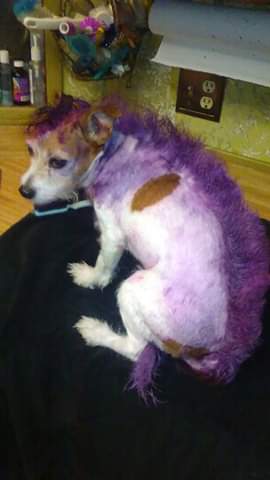 Philth13's tweet photo. .... left me home alone w/a nugget &amp; Benny.
She should have known better! She knows better now. https://t.co/czbyhOOARl
