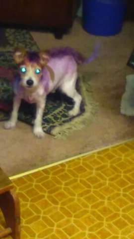 Philth13's tweet photo. .... left me home alone w/a nugget &amp; Benny.
She should have known better! She knows better now. https://t.co/czbyhOOARl
