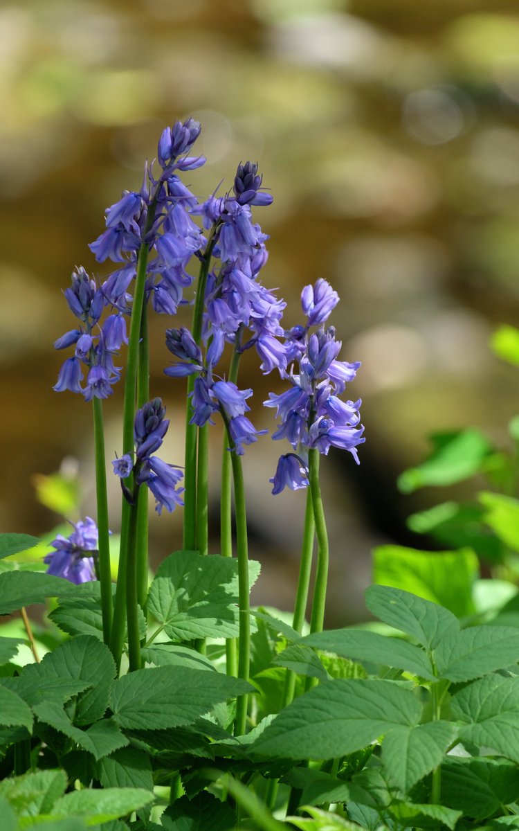 It’s very nearly that time when the bankings of the trail are carpeted with bluebells! 😍 #YorkshireDales #Bluebells #Explore