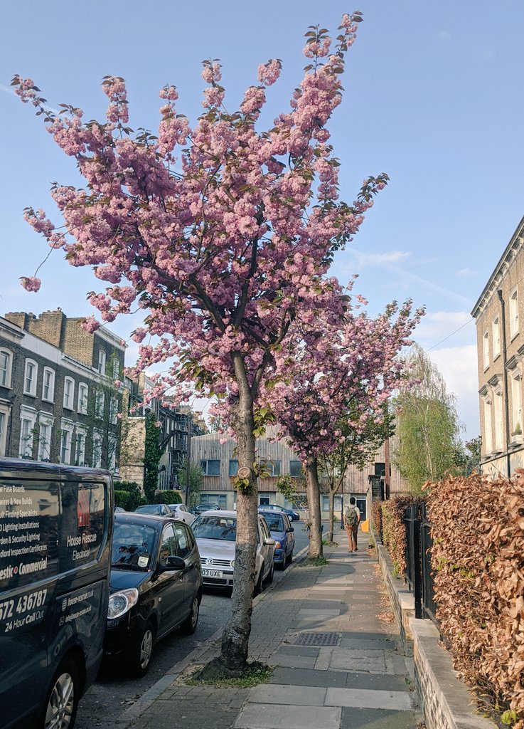 DilliBelle's tweet photo. @TimeOutLondon Right outside my bedroom 😚#VeryBestTree https://t.co/C2f9aA5s3S