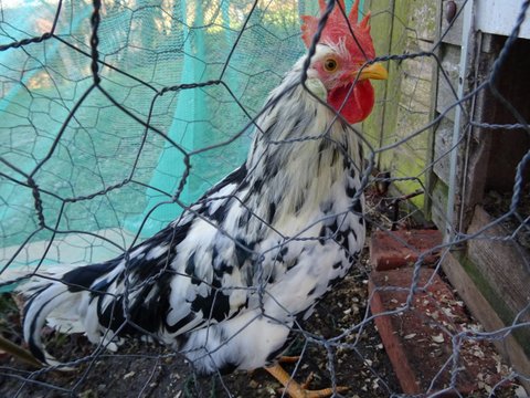 DeniseNesbitt's tweet photo. #WriteSomethingEveryDay

In 2017 our chickens went into lockdown. They were to stay secure for quite a few weeks. On one occasion Barry escaped and had to be ushered back in! This it would seem was a turning point in his behavoural pattern! @under_blue_sky @dreamergirl2110 https://t.co/SjOkUMqTuN