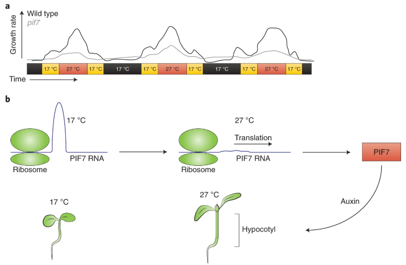 New Article: "An RNA thermoswitch regulates daytime growth in Arabidopsis" rdcu.be/b3y3O

With News &amp; Views: "Plant thermomorphogenesis: Warm days, relaxed RNA" rdcu.be/b3y3Q