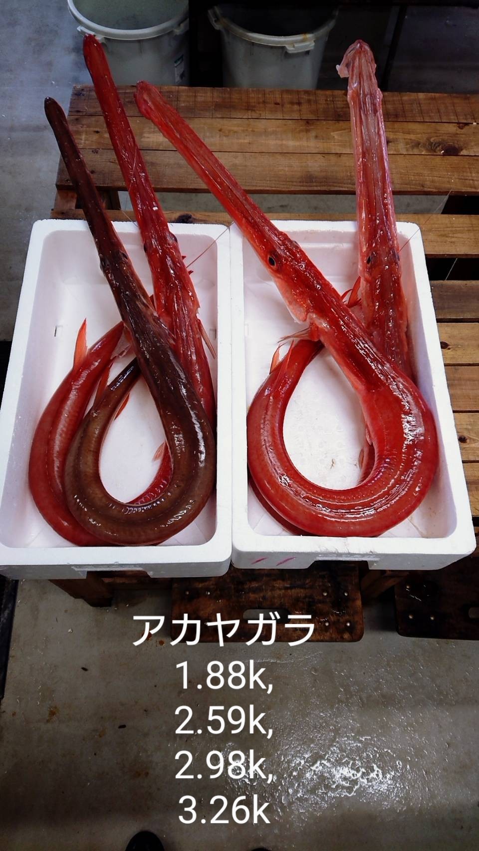 印束商店 長崎の変わった魚屋 アカヤガラの一番小さいものは売れました ヒシダイも売約済みです Twitter