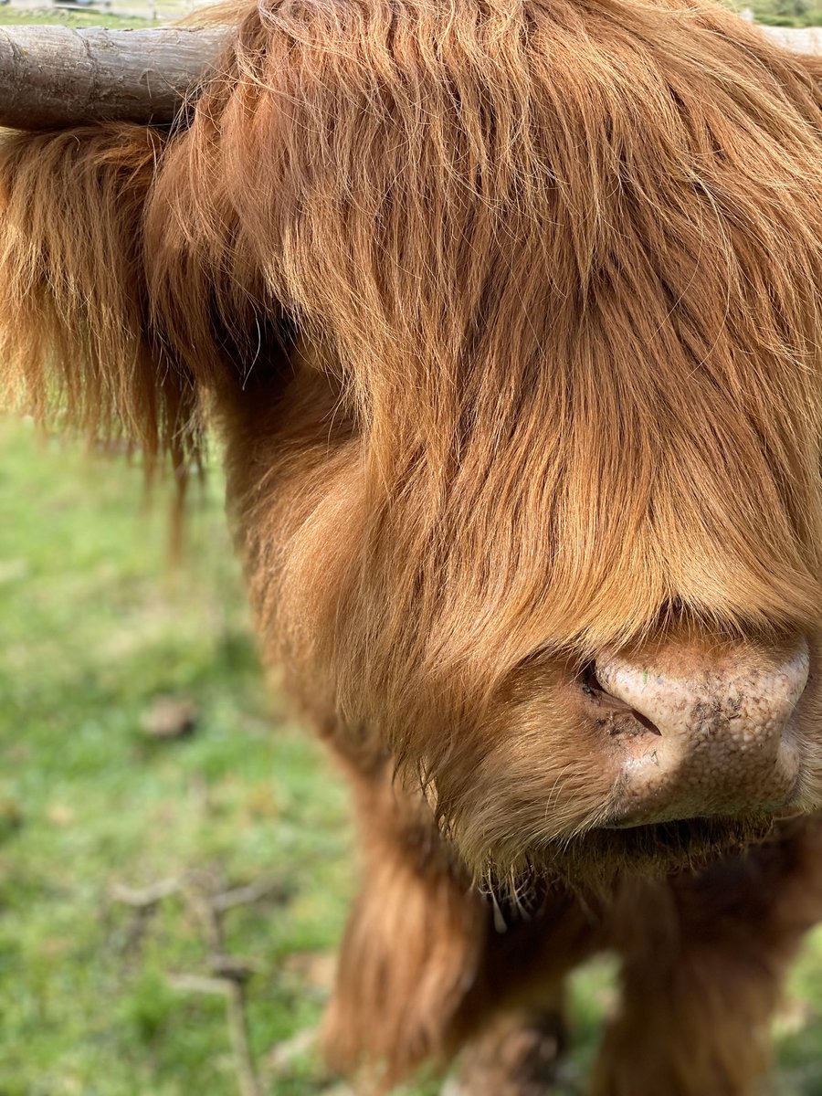 CowoftheDay1's tweet photo. 📅 14th April 2020 
🏷 @JoseffHenson https://t.co/wJR1ndn4uX