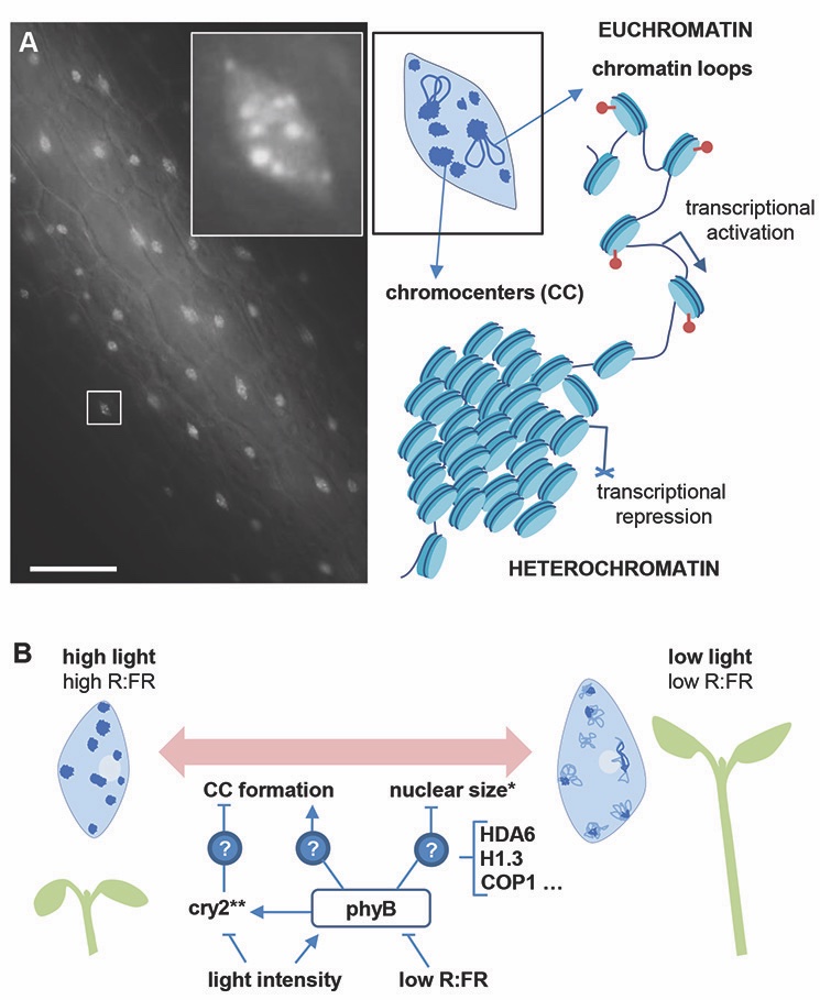 PPLplantarum's tweet photo. How do plants regulate their responses to shade from other plants on an epigenetic level? Shedding light on the chromatin changes that modulate shade responses https://t.co/dRuh6hWdQ0 @Moreno_Romero_J @CRAGENOMICA https://t.co/UuWUDt6sol
