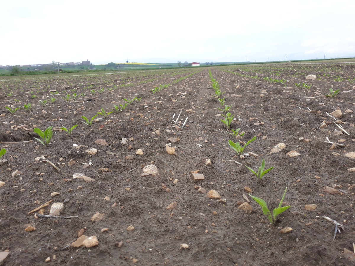 Buen estado fenológico del cultivo de #Remolacha en #LaRioja. Satisfacción por esta evolución 
@AzucareraES 
@AIMCRA 
@lariojaorg 
@larioja_agraria 
#Somoscampo