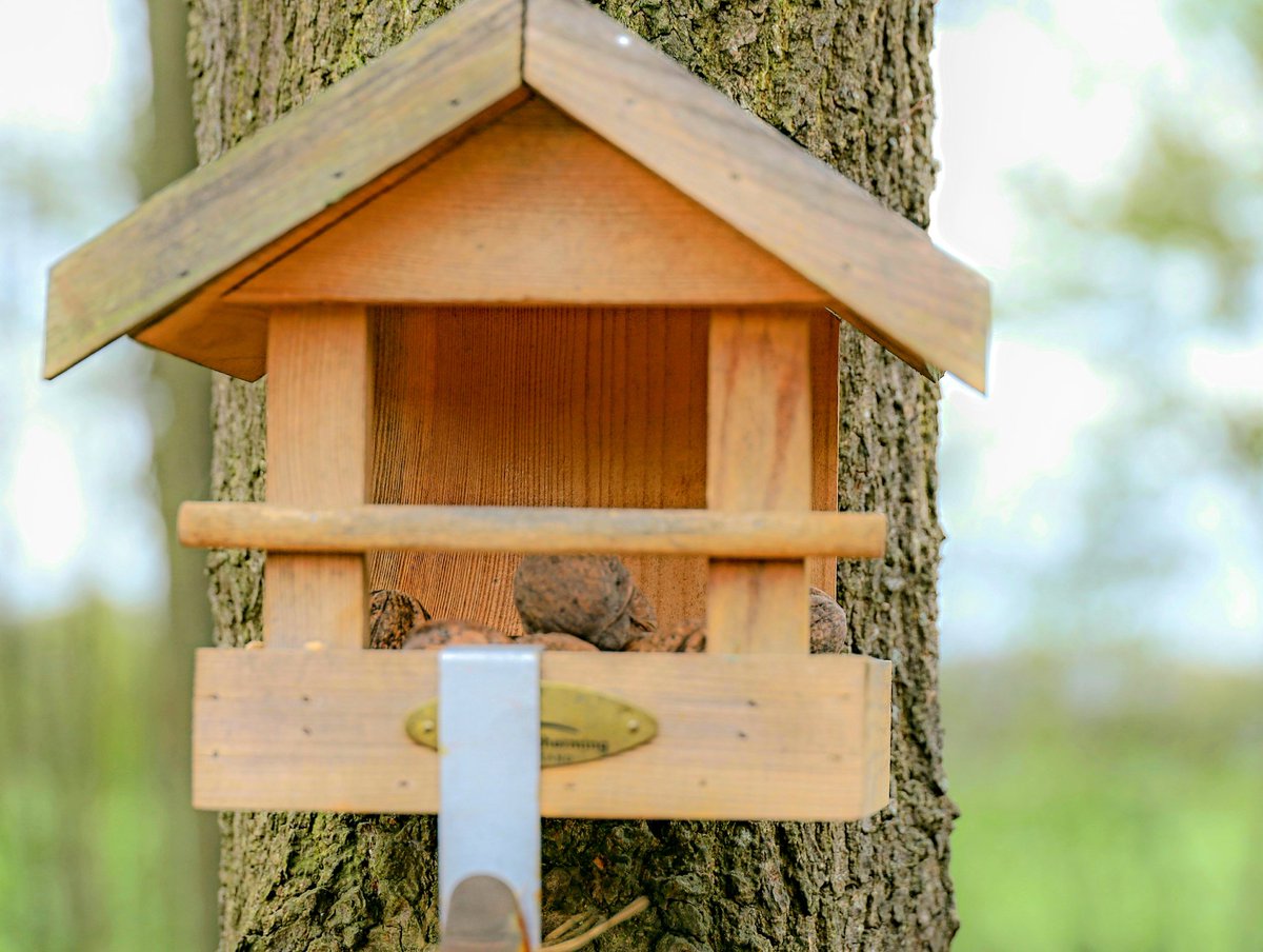 josvangool's tweet photo. Of ik vandaag weer een noot klaar wil leggen in het vogelvoederhuisje.
Tuurlijk vriend. https://t.co/vVpFXVEi77
