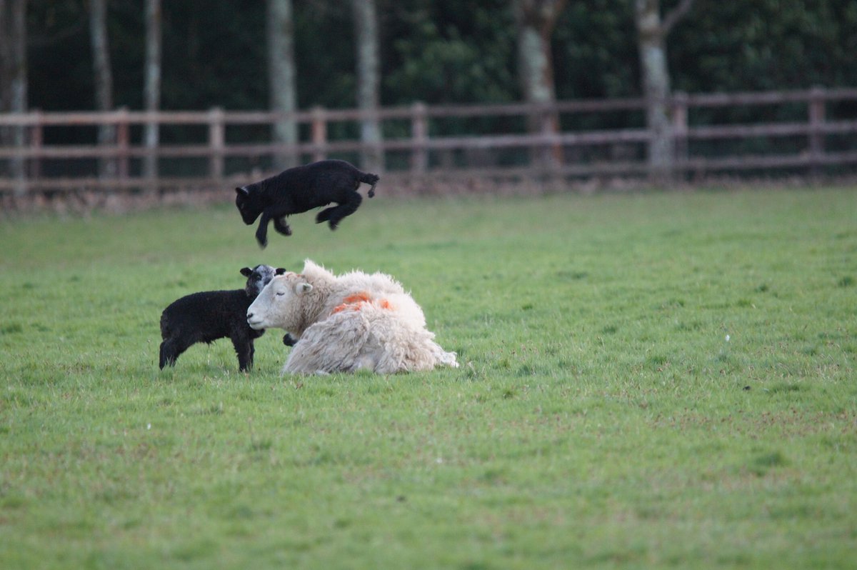 Our Head Gardener managed to snap this great photo last night of the playful Herdwick Lambs in the paddocks. #nationaltrust #lambing2020