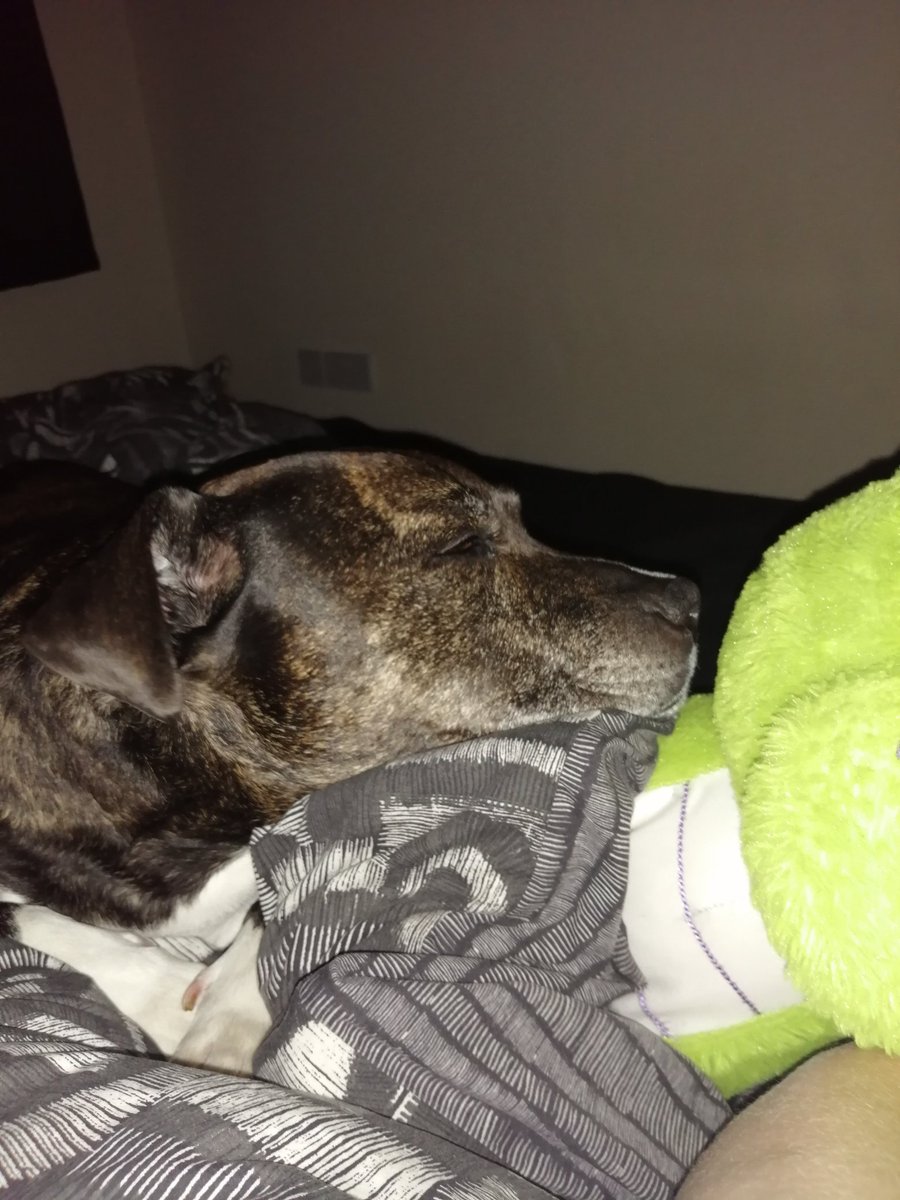 HarleyStaffy's tweet photo. Kicked mum outta bed last night 1-0 to me 😂 https://t.co/OExk2Y3xah