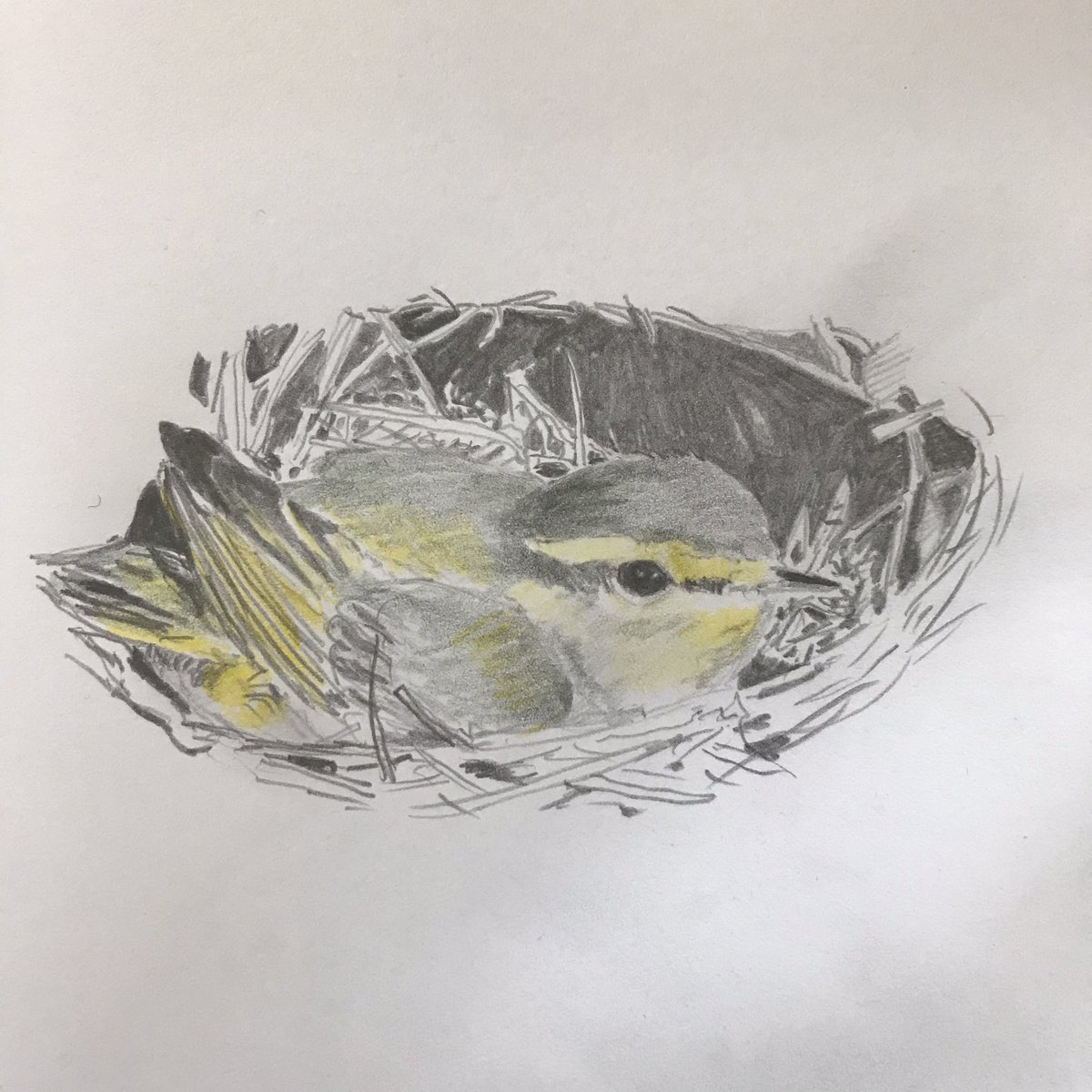 11/04/20
#WoodWarbler #slightlylongerthan10minutesketch #drawing #bird