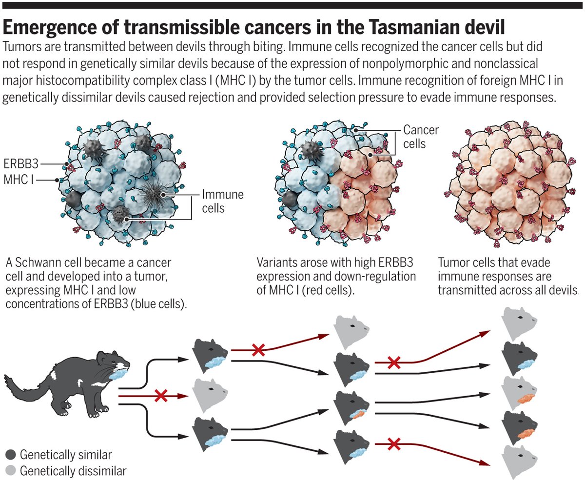 En cuanto tiempo crece un tumor maligno