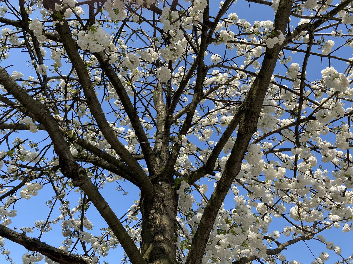 VGodini's tweet photo. @TimeOutLondon Balham high Road #verybesttree https://t.co/0Ytre6qUOD