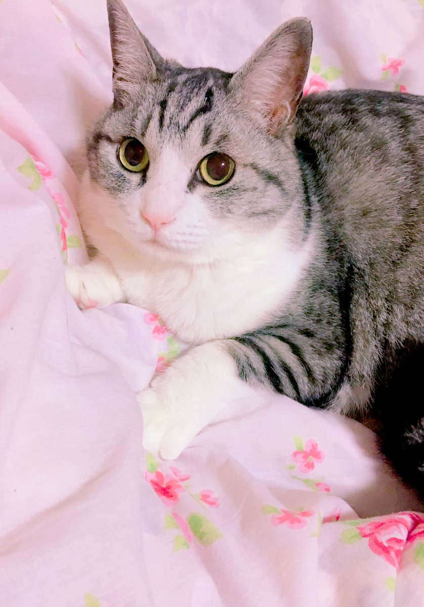 遠近法 叫ぶ 割合 世界 一 可愛い 猫 ちゃん Makizushi Jp