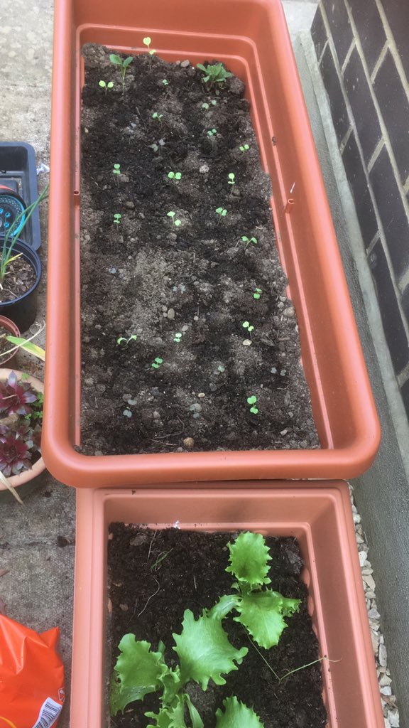 BusEcoTeach's tweet photo. @The_RHS @hardyplants Salad leaves peeking through https://t.co/i8iLusq08P