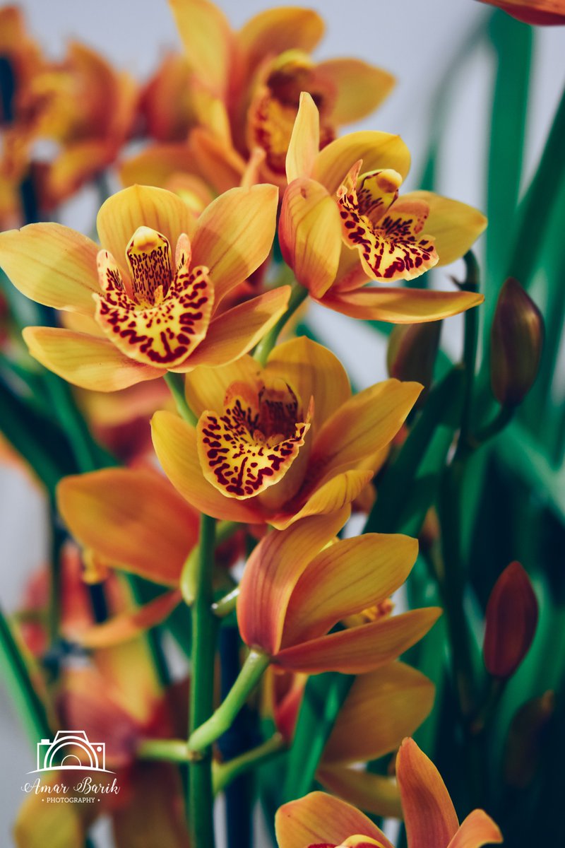 Clicks...Some photographs from the flower show... #Clicks  #Flowers  #Photography  #AmarBarikPhotography