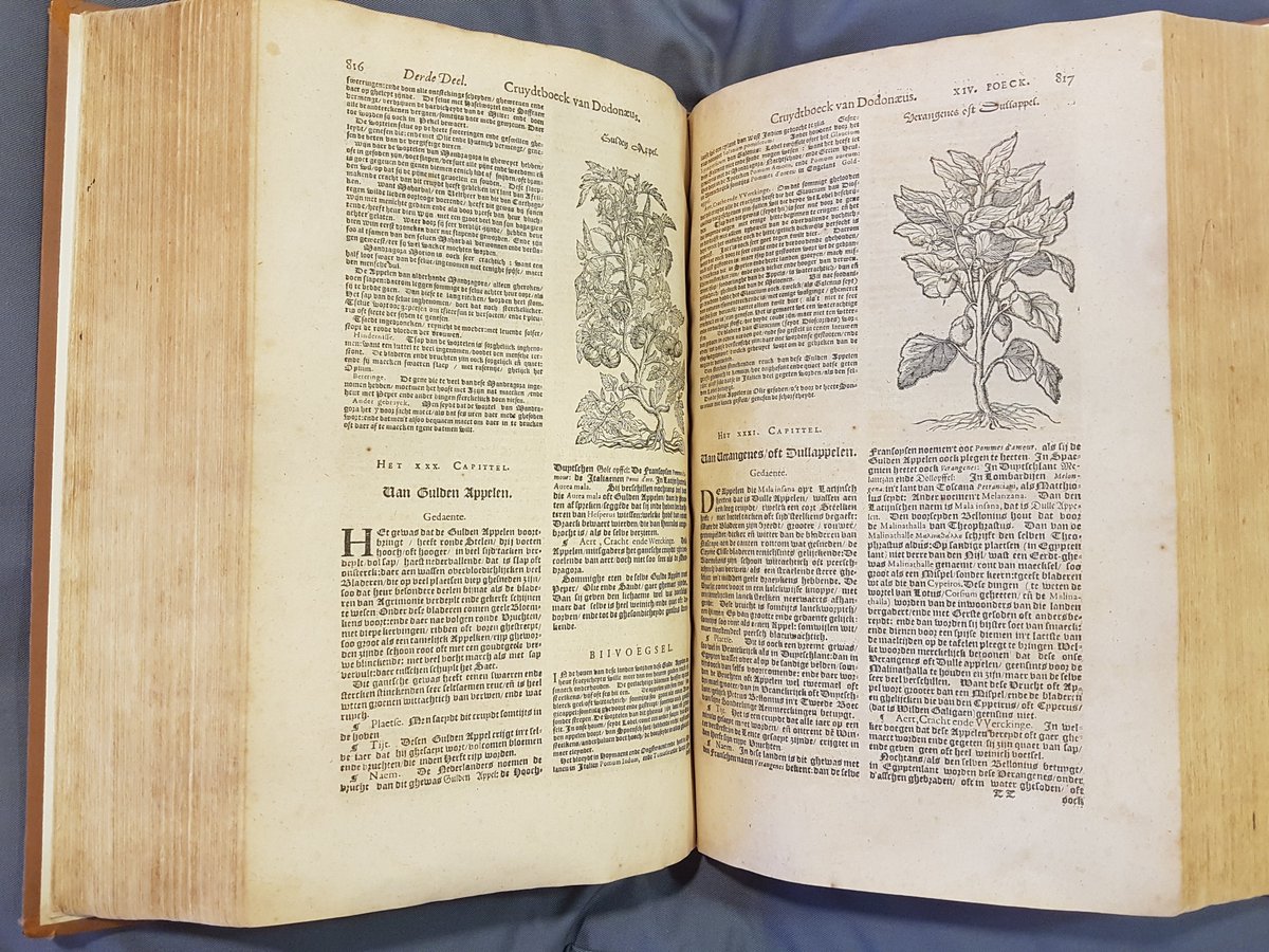VAN COLUMBUS TOT MAYFLOWER 🍅// De eerste tomaten die in Europa kwamen waren geel en onregelmatig gevormd. Toen de tomaat vanuit de Nieuwe Wereld in Europa werd geïntroduceerd was hij niet meteen populair. Nu is hij niet meer weg te denken! Meer lezen? bit.ly/34yJq1b