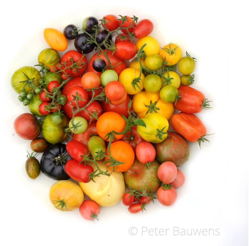 HortusLeiden's tweet photo. VAN COLUMBUS TOT MAYFLOWER 🍅// De eerste tomaten die in Europa kwamen waren geel en onregelmatig gevormd. Toen de tomaat vanuit de Nieuwe Wereld in Europa werd geïntroduceerd was hij niet meteen populair. Nu is hij niet meer weg te denken! Meer lezen? https://t.co/DSlpp1cRDI https://t.co/hg42tavDDk