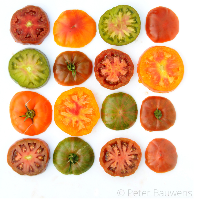 HortusLeiden's tweet photo. VAN COLUMBUS TOT MAYFLOWER 🍅// De eerste tomaten die in Europa kwamen waren geel en onregelmatig gevormd. Toen de tomaat vanuit de Nieuwe Wereld in Europa werd geïntroduceerd was hij niet meteen populair. Nu is hij niet meer weg te denken! Meer lezen? https://t.co/DSlpp1cRDI https://t.co/hg42tavDDk