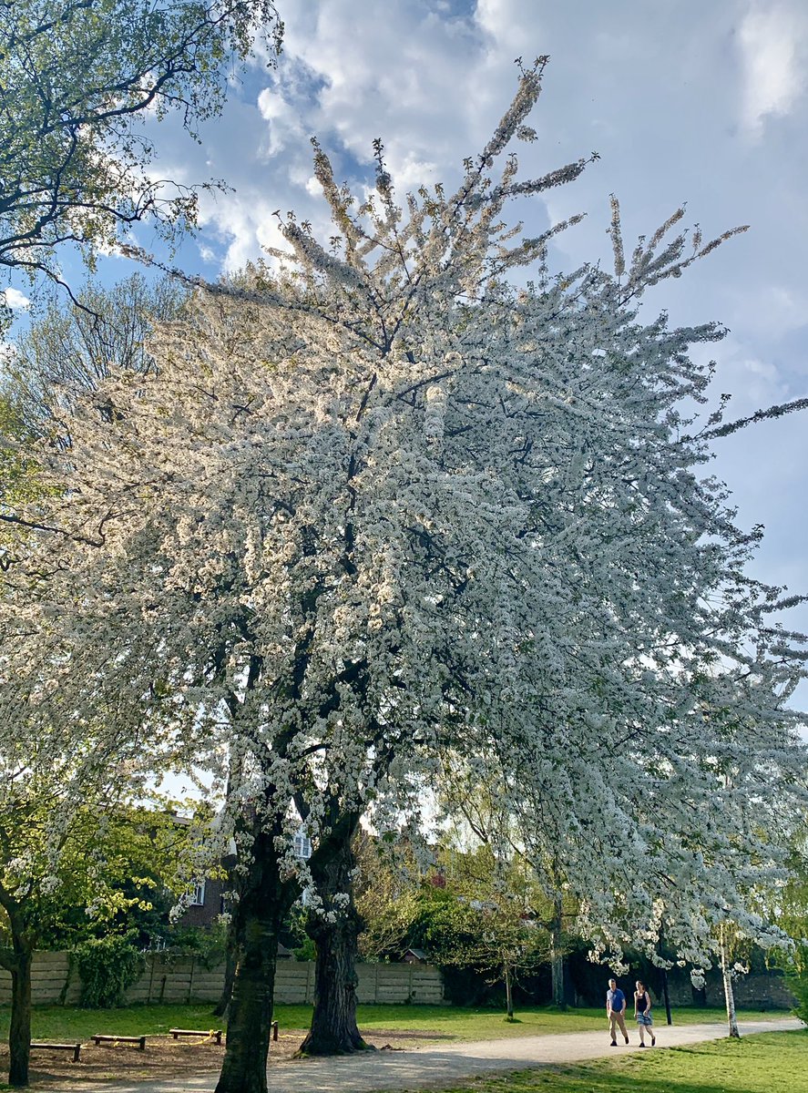 sazzyxx's tweet photo. @TimeOutLondon How about this beauty on Wandsworth Common! It brings a lot of joy to my daily walk #VeryBestTree https://t.co/2CPVaAlfVI