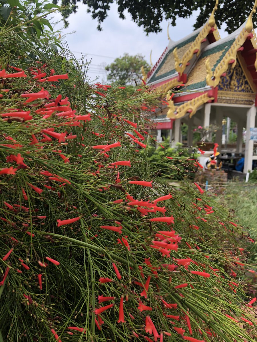 lawansuwannarat's tweet photo. ประทัดจีน #Firecrackerplant #Russelia https://t.co/BoyFqDs6rF