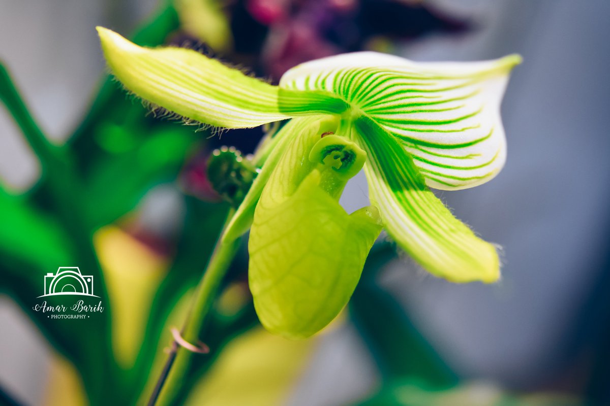 More Clicks... continuedSome photographs from the flower show... #Clicks  #Flowers  #Photography  #AmarBarikPhotography