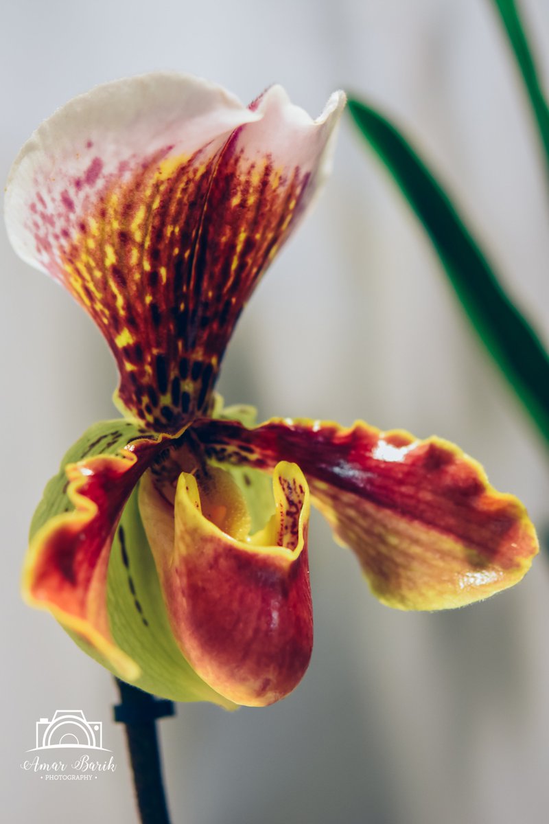 More Clicks... continuedSome photographs from the flower show... #Clicks  #Flowers  #Photography  #AmarBarikPhotography