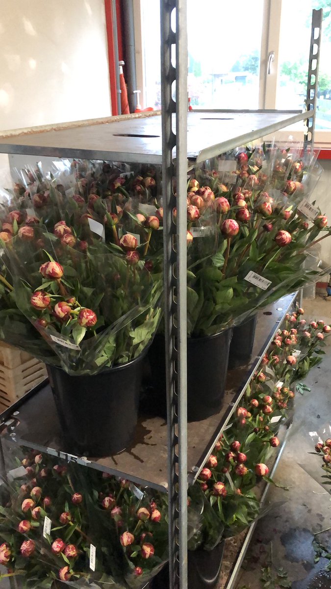 Niels Jonker flowers tweet media