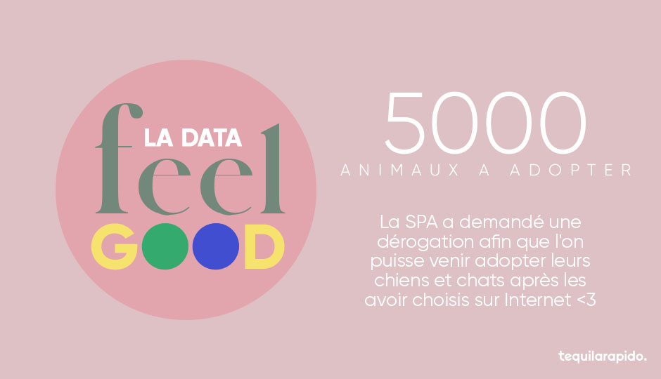 DusensEurope's tweet photo. #DataFeelGood du jour🐶
.
Ils sont en #quarantaine eux aussi ! Mais peut-être bientôt auprès d’une vraie famille grâce à cette dérogation au #confinement accordée pour l’adoption d’animaux <3
.
Une belle nouvelle pour commencer la semaine☀️ #confinementjour29 #COVID2019 #Adoption https://t.co/XRCuxdMaZ0